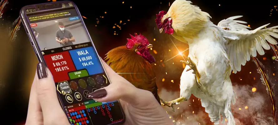 The rules of online sabong betting and how to win